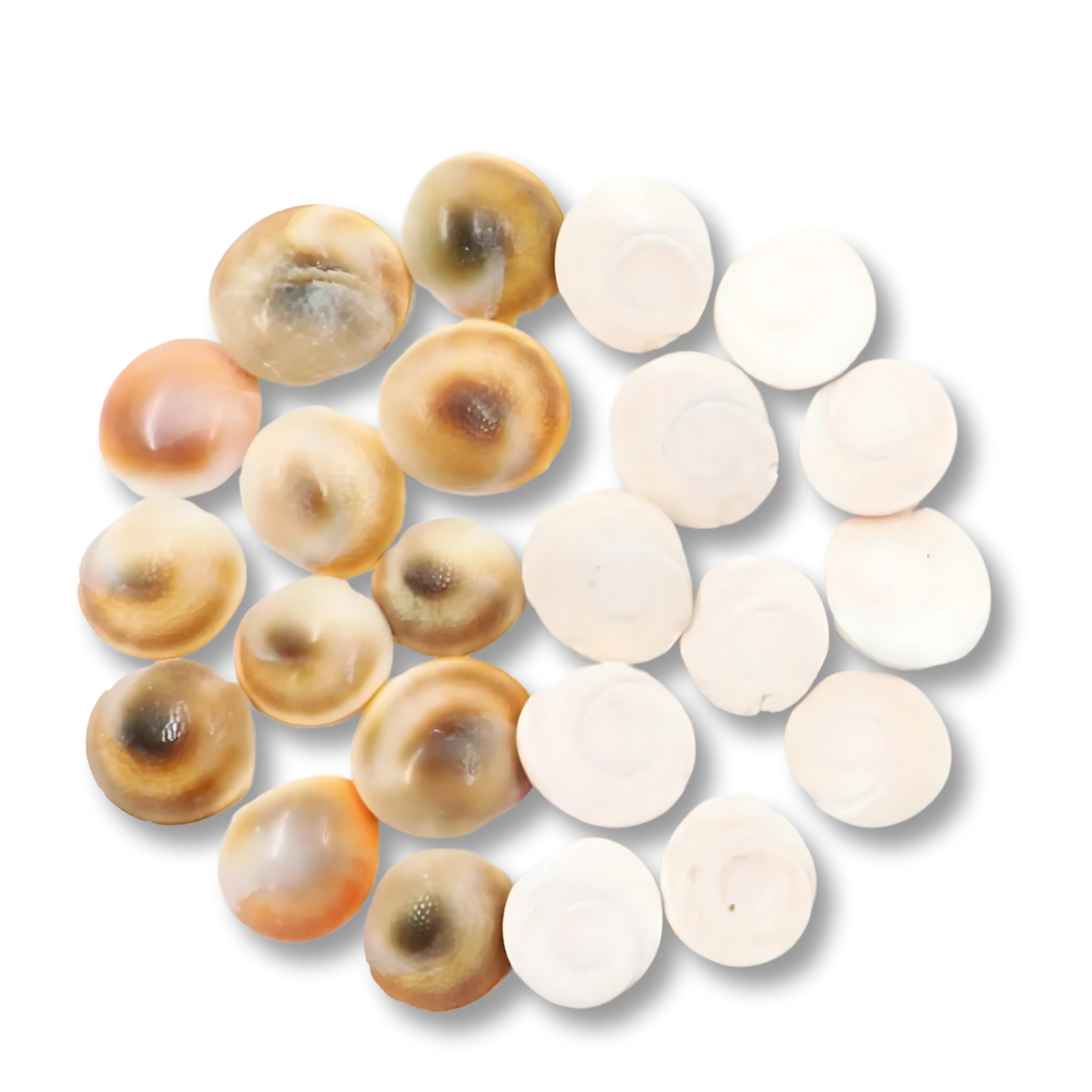 Canlı Yılancık Taşı 7 Adet (Dişi ve Erkek Karışık)