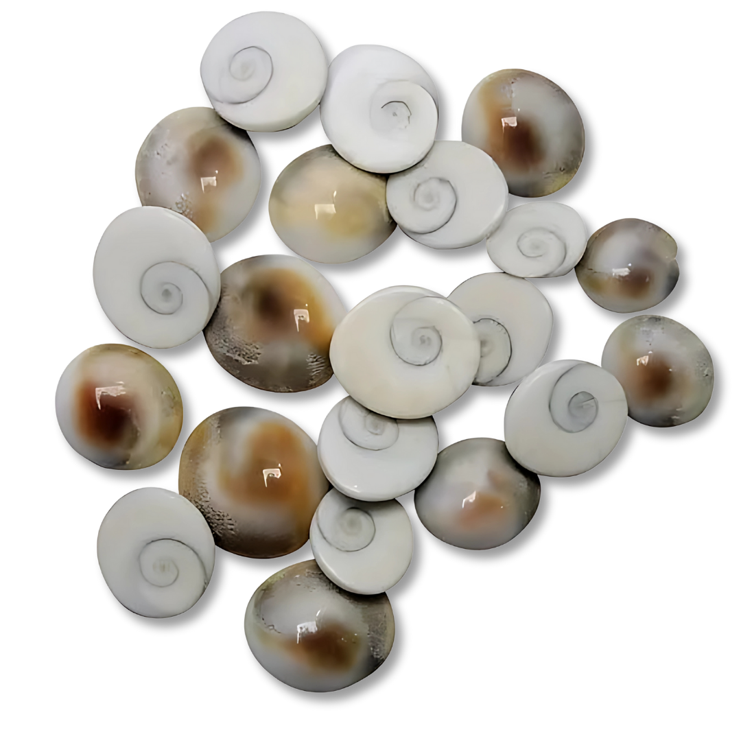 Canlı Yılancık Taşı 7 Adet (Dişi ve Erkek Karışık)