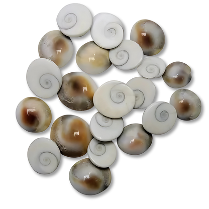 Canlı Yılancık Taşı 7 Adet (Dişi ve Erkek Karışık)