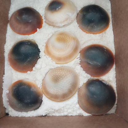 Yılancık Taşı Beslenme Karışımı (Kitosin) 120 gr.