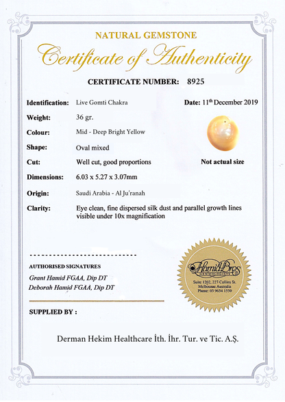 Canlı Yılancık Taşı 7 Adet (Dişi ve Erkek Karışık)